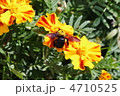蜂（黄色い花）