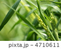 青い麦