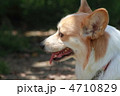 可愛い犬