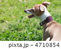 超可愛い犬
