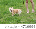 愛犬と散歩