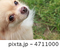 可愛いチワワ