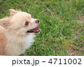 可愛いチワワ