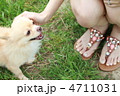 可愛いチワワ