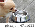 可愛いチワワ