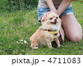 可愛いチワワ