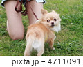 可愛いチワワ