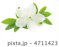 白いツツジの花