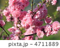 八重桜