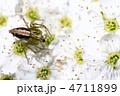蜘蛛ンで蜘蛛！