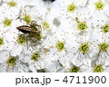 蜘蛛ん de 蜘蛛！
