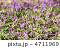 刺巻のカタクリの花