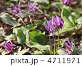 刺巻のカタクリの花