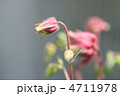 オダマキの蕾