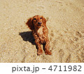 犬