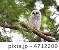 独り立ち