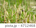 つくし つくし
