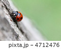 てんとう虫