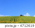 美瑛の大地