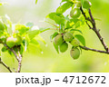 小梅