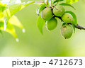 小梅