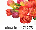 紅いフリージアの花束