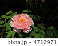 4月　ボタン・ボタン科47