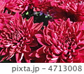 ダリア菊