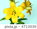スカシユリ
