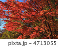 紅葉　ヤマボウシ