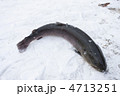 釣り上げたイトウ