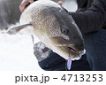 釣り上げたイトウ