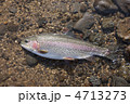 釣り上げたニジマス 釣り上げたニジマス