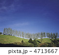 牧場のポプラ並木