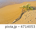 砂浜と波と流木と足跡