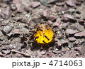 ありんこ
