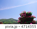ペチュニアと空