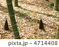 タケノコ