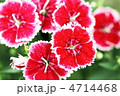 ナデシコ