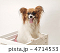 箱に入ったパピヨン