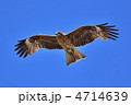 とんび