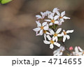 ユキヤナギ