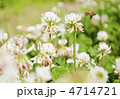 白詰草と蜜蜂