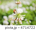 白詰草と蜜蜂