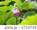 蓮の花　つぼみ