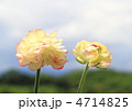覆輪のラナンキュラス