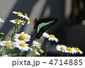 あおすじあげは