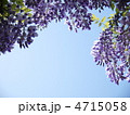 藤