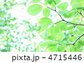 新緑イメージ