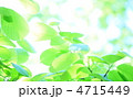 新緑イメージ